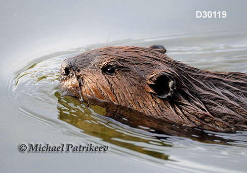 North American Beaver (Castor canadensis)